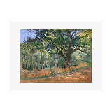 Forest | Satin Poster